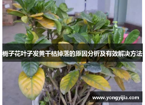 栀子花叶子发黄干枯掉落的原因分析及有效解决方法