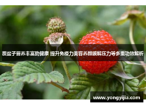 覆盆子营养丰富助健康 提升免疫力美容养颜缓解压力等多重功效解析